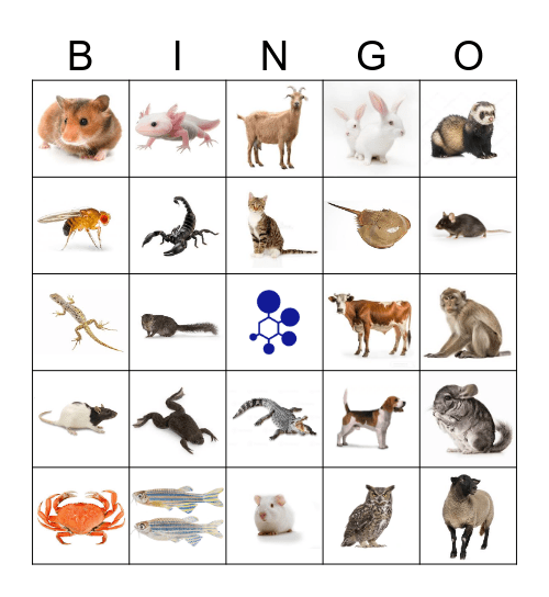 BRAD Bingo Card
