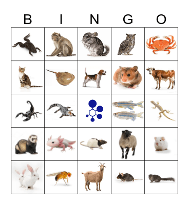 BRAD Bingo Card