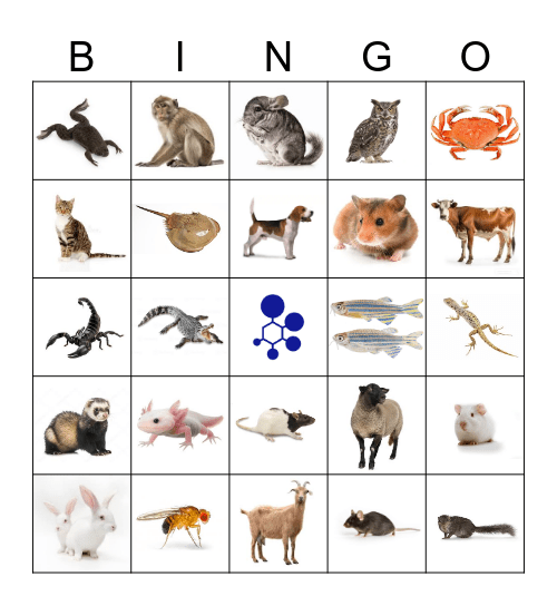 BRAD Bingo Card
