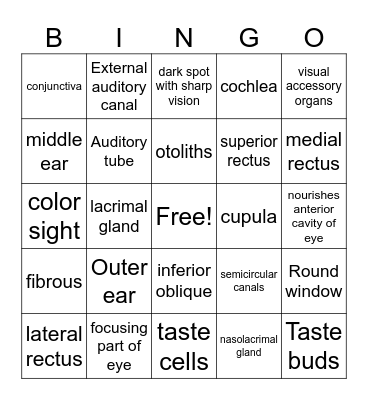 Special senses review Bingo Card