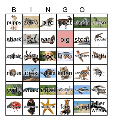 Animals Bingo Card