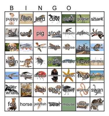 Animals Bingo Card