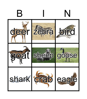 Animals Bingo Card