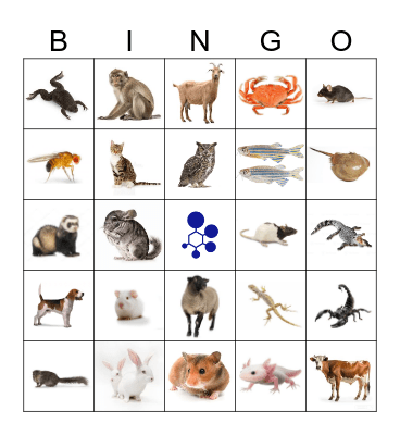 BRAD Bingo Card