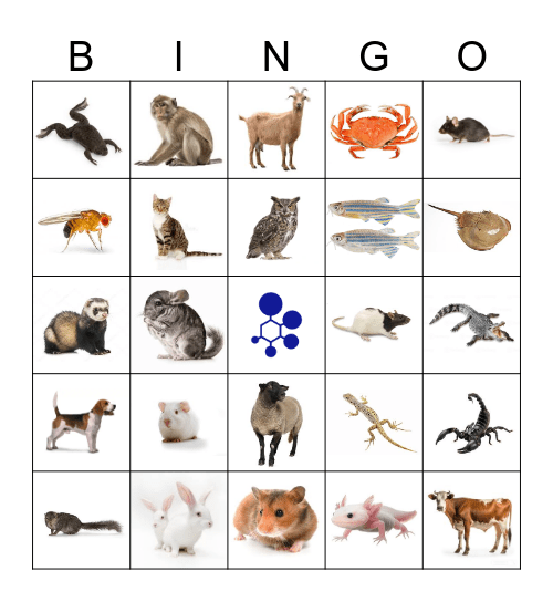 BRAD Bingo Card