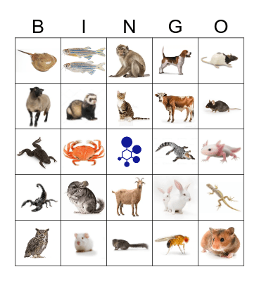 BRAD Bingo Card