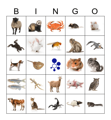 BRAD Bingo Card