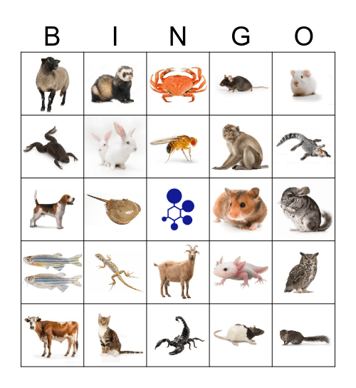 BRAD Bingo Card