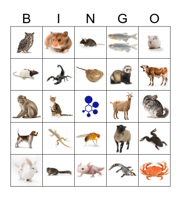 BRAD Bingo Card