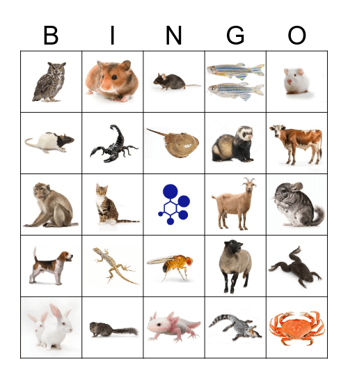 BRAD Bingo Card