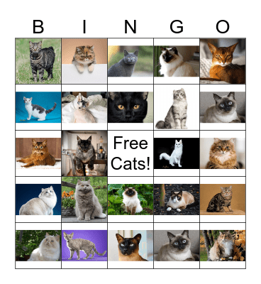 CATS Bingo Card