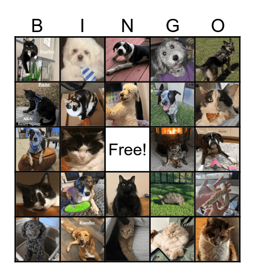 National Pet Week Pt2! Bingo Card