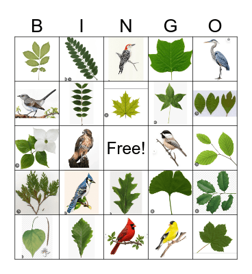 Camping Bingo Card