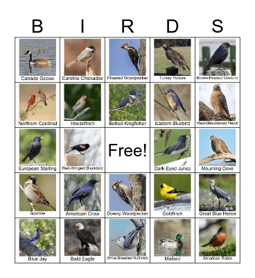 Pike Outdoor Lab Bird Watching Bingo Card
