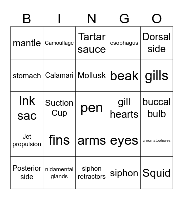 squid dissection bingo Card