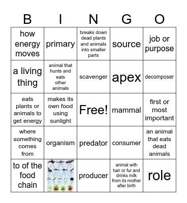 Marine Food Web Bingo Card