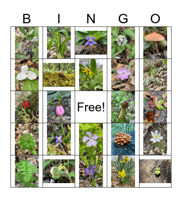 Ohio Wildflowers & Nature Bingo Card