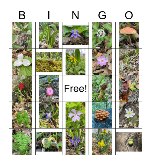 Ohio Wildflowers & Nature Bingo Card