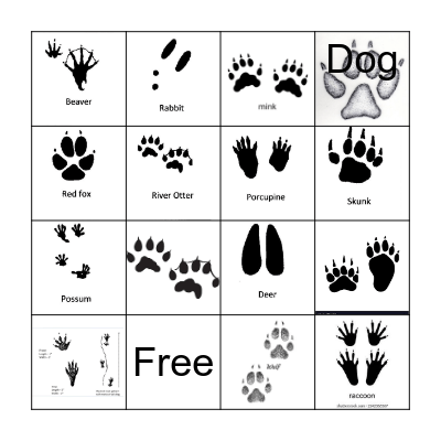 Animal Tracks Bingo Card