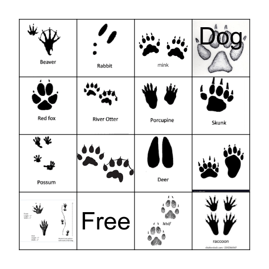 Animal Tracks Bingo Card
