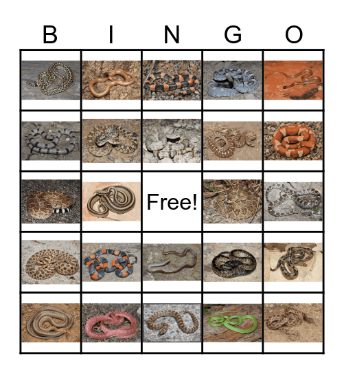 West Texas Snake Bingo Card