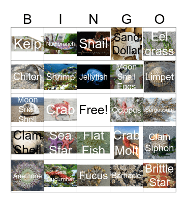 Tide Pool Bingo Card