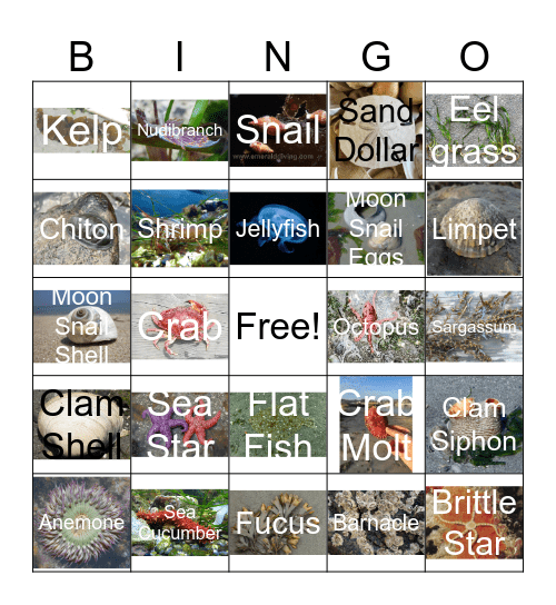 Tide Pool Bingo Card