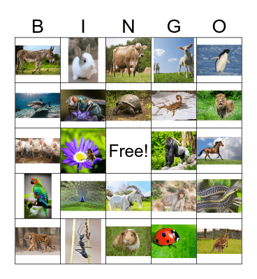 animals Bingo Card