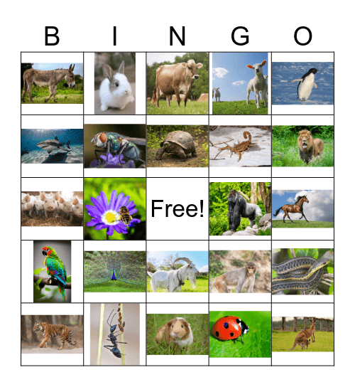 animals Bingo Card