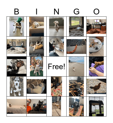 Pet Parent Bingo Card