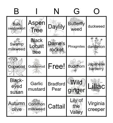 Invasive and Native Plants of Michigan Bingo Card