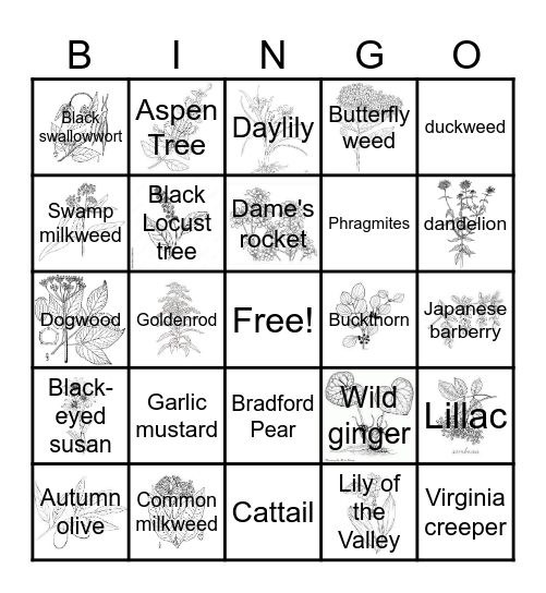 Invasive and Native Plants of Michigan Bingo Card
