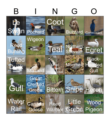 Birdingo Bingo Card