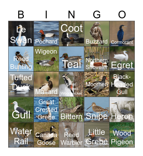 Birdingo Bingo Card