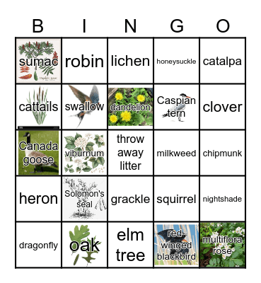 Herrick Lake Bingo Card
