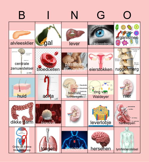 stelsels Bingo Card