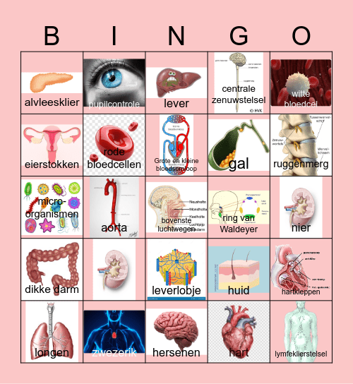stelsels Bingo Card