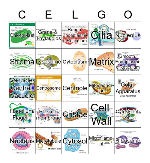 Biology Cellgo Bingo Card