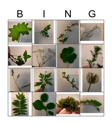 Planter i Kløfta Bingo Card