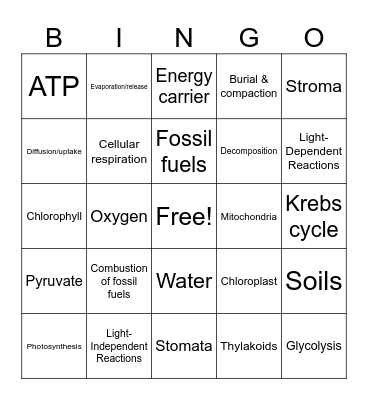 Unit 5 - Photosynthesis & Respiration Bingo Card