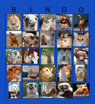 Animal Kingdom! Bingo Card