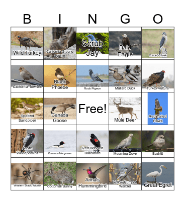 California Wildlife Bingo Card