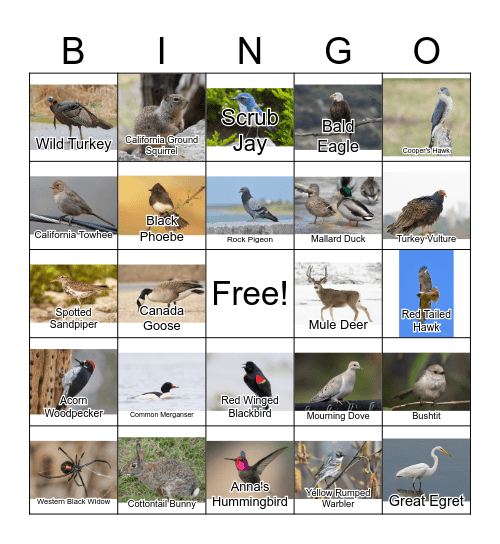 California Wildlife Bingo Card