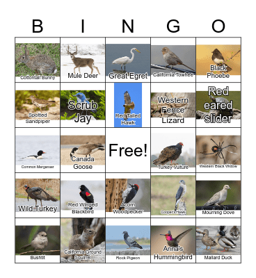California Wildlife Bingo Card