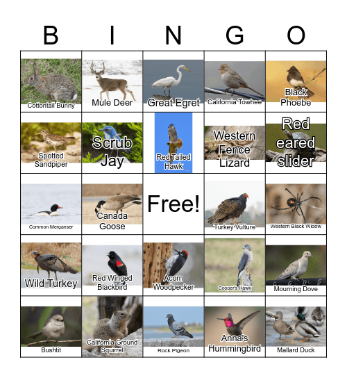 California Wildlife Bingo Card