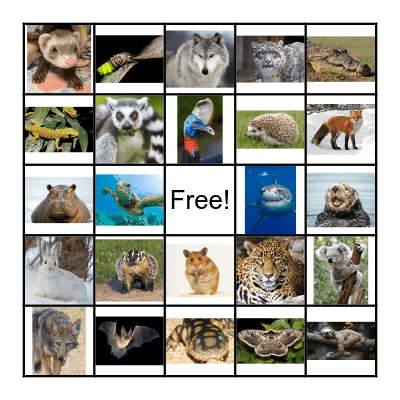 Nocturnal Bingo Card