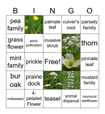 PRAIRIE BINGO Card