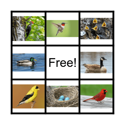 BIRD Bingo Card