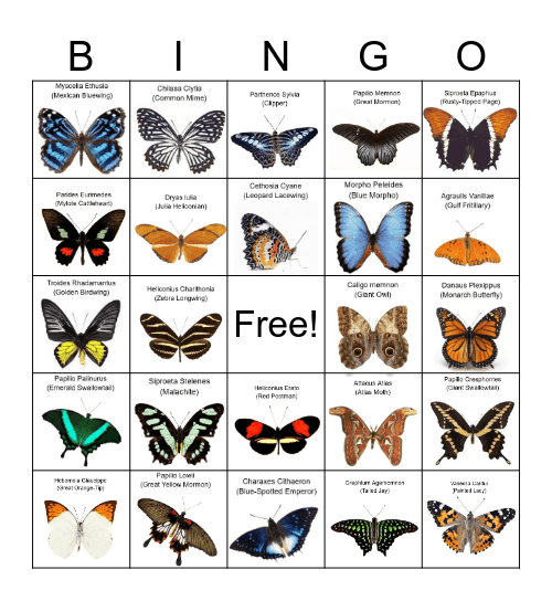 Butterfly Bingo Card