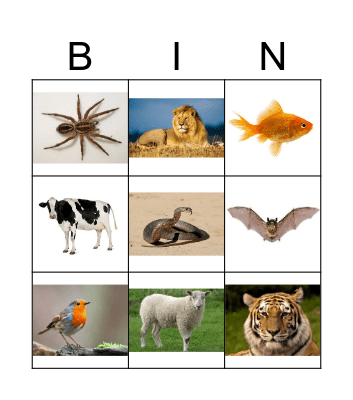 Animals Bingo Card